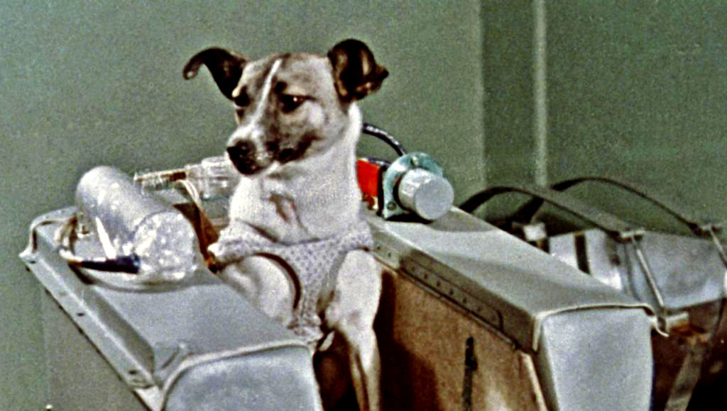 La cagnolina Laika, primo essere vivente nello spazio.