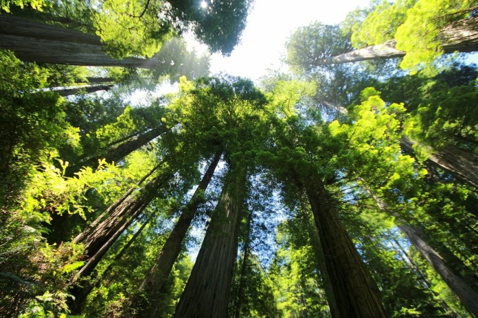 Come le sequoie possiamo rigenerarci, reagire alle difficoltà e con una nuova linfa vitale riuscire a guardare oltre… il futuro è aperto per noi!